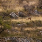 479 sans un bruit la biche