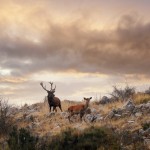 480 brame intemporel