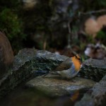 483 toujours aux aguets