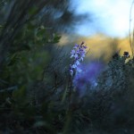 508 fragile surprise