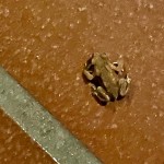 Où vas-tu tit Prince