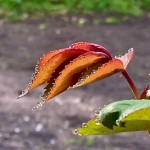 goûter au fragile