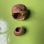 grignoter pour vivre