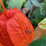 je vis à l’affût