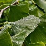 juste après la pluie