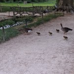 le piéton s’arrête