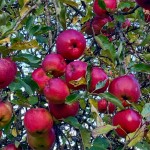 promesses gourmandes