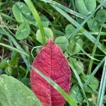 un peu de couleur